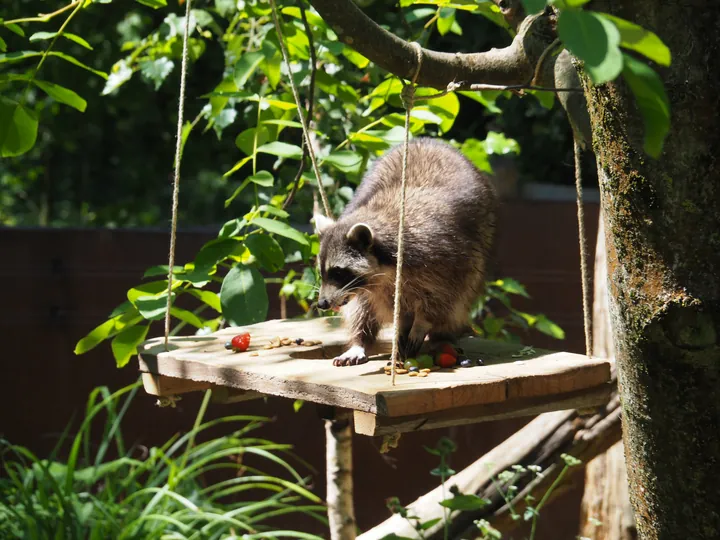 NaturOparC Hunawihr, Alsace (France)